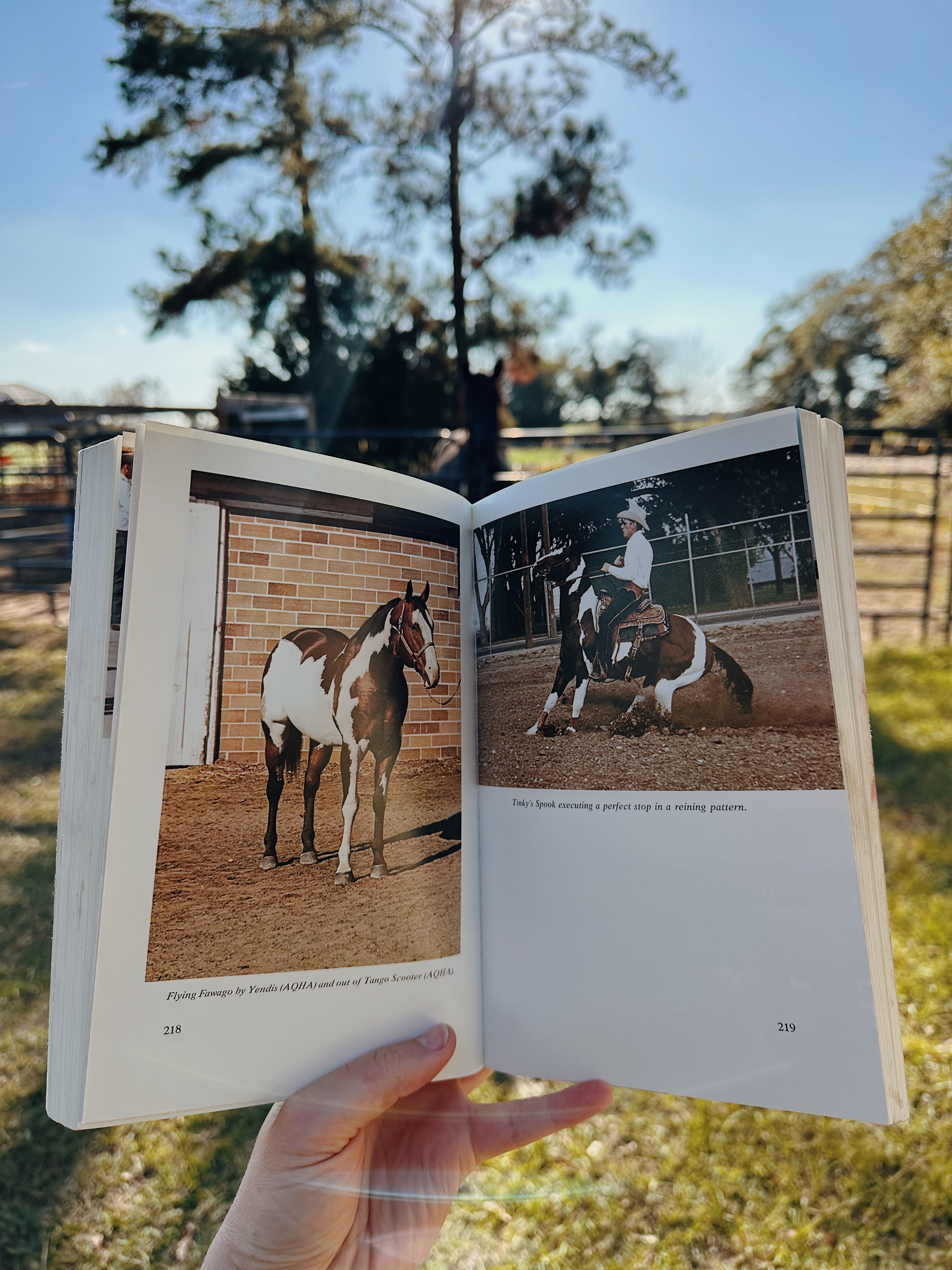 The American Paint Horse Book